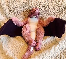 Image result for Baby Wyvern