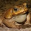 Image result for Big Giant Toad Frog