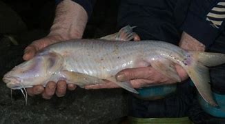 Image result for Cave Fish No Eyes