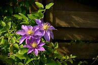 Image result for Fast Growing Clematis Vine