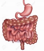 Image result for intestinal