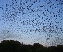 Image result for Bat Swarm