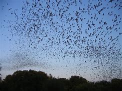 Image result for Bats Swarming