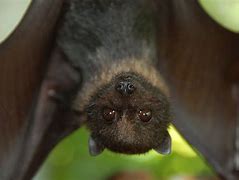 Image result for Moodle Bat Picture