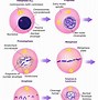 Image result for Cell Cycle Interphase Mitosis