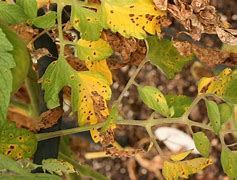 Image result for Brown Spots On Tomato Leaves
