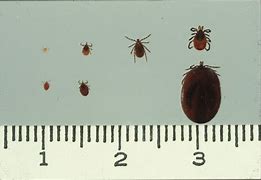Image result for Nymphal Tick