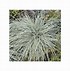 Bildergebnis für Carex oshimensis Everest