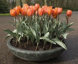Image result for Tulips in Pots