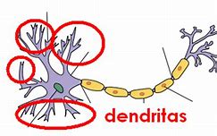 Image result for dendrita
