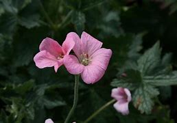Image result for Geranium endressii ‘Wargrave Pink’