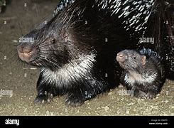 Image result for Mother Porcupine