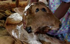 Image result for Cow Anencephaly