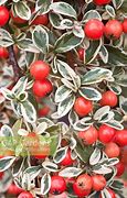 Image result for Cotoneaster suecicus Juliette