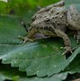 Image result for Cricket Frog
