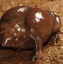 Image result for Gladys Boalt Toad Frog