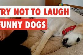 Image result for Funny Dogs Videos Try Not to Laugh
