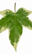 Image result for Realistic Ivy Leaf Texture