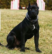 Image result for African Pit Bull
