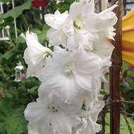 Image result for Alcea rosea double white