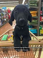 Image result for Puppy Boy Memes