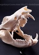 Image result for Opossum Jaw Bone