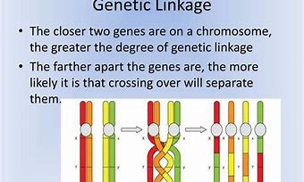 Image result for Importance of Genetic Linkage
