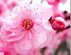 Image result for Peach Blossom Petal