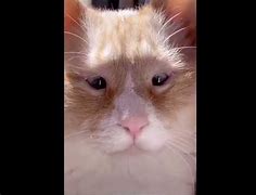 Image result for Cing-Cong Cat