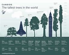 Image result for 25 Meters Tall
