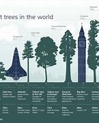 Image result for Biggest Tree in the World From Space