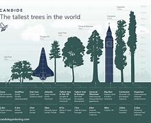 Image result for Biggest Tree in the World Ever Recorded