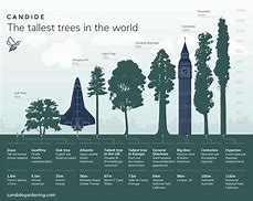 Image result for Hopea Nutans the Biggest Tree in the World