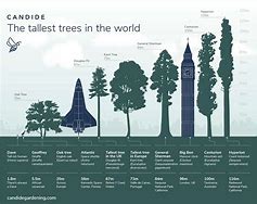 Image result for Biggest Trees in the World List