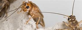 Image result for Baseement Crickets Infestion