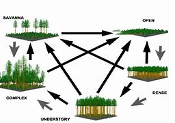 Image result for Forestry