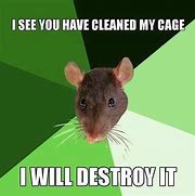 Image result for Washing Rat Meme