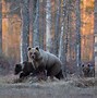 Image result for Grizzly Bear Wallpaper