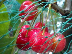 Image result for Prunus avium Stella