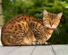 Image result for Bengal Cat