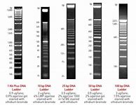 Image result for Invitrogen Trackit 1 KB Plus DNA Ladder