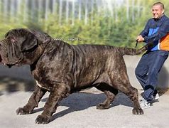 Image result for Biggest English Mastiff