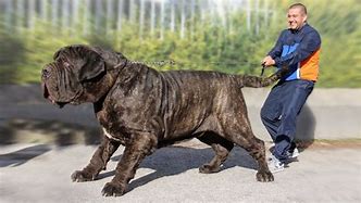 Image result for World's Biggest Bull Mastiff