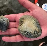 Image result for Ming the Ocean Quahog