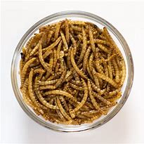 Image result for Dried Mealworms for Birds