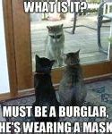 Image result for Cool Funny Cat Memes