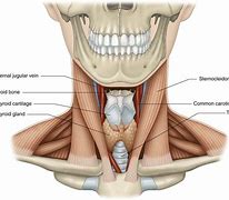 Image result for Carotid Artery in Neck