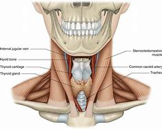 Image result for Carotid Artery in Neck Location