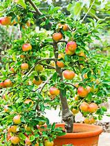 Image result for Grow in a Pot Apple Tree