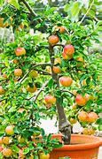 Image result for Container Apple Trees